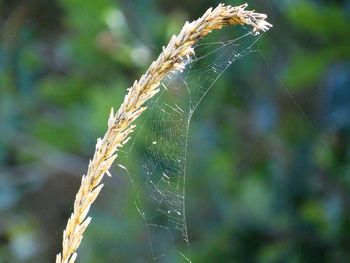 Close-up of spider web on plant