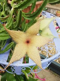 Close-up of yellow flowering plant