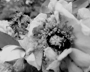 Close-up of bee pollinating on flower