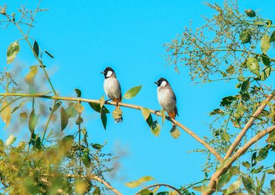 Low angle view of birds perching on tree