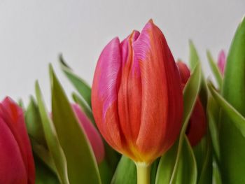 Close-up of red tulip against white background