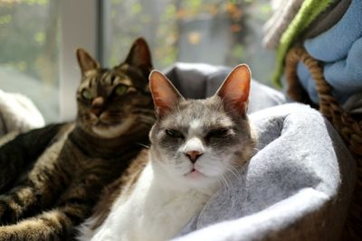 Close-up portrait of a cat