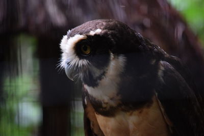 Close-up of a bird looking away