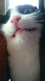 Close-up of cat