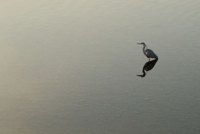 Bird in water