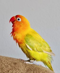 Close-up of parrot perching