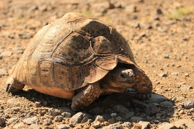 Leopard tortoise in the nature 