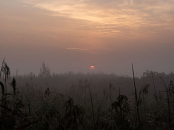 Plants growing on land against sky during sunset