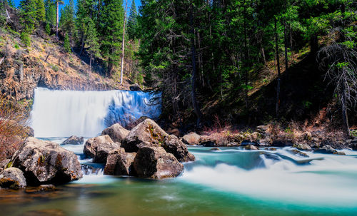 Scenic view of waterfall in forest
