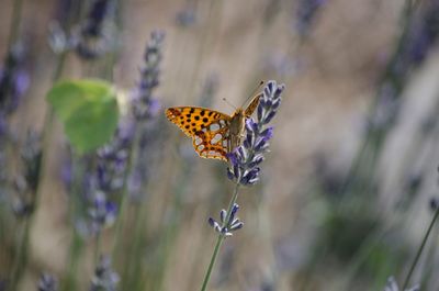 Butterfly on purple flower