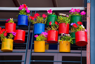 Potted plants at market stall