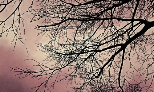 Low angle view of silhouette bare tree against sky