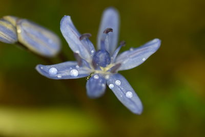 Close-up of water drops on flower