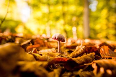 Close-up of mushroom during autumn