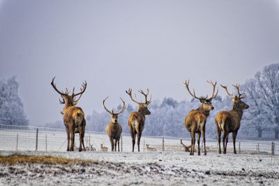 Herd of deer on snow covered field