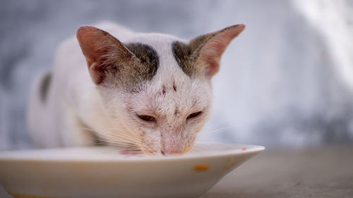 Close-up of a cat drinking water