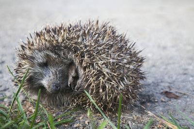 A baby hedgehog is sleeping in the garden on the ground