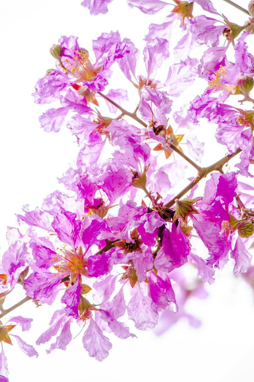 CLOSE-UP OF PINK CHERRY BLOSSOMS