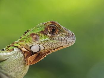 Close-up of a hand holding lizard