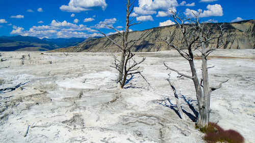 Dead trees on barren land against mountains during sunny day