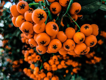 Close-up of fruits growing on plant