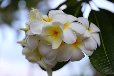 Close-up of white flowering plant