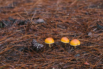 High angle view of oranges on field