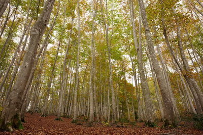 Low angle view of bamboo trees in forest