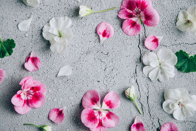 High angle view of pink flowering plant