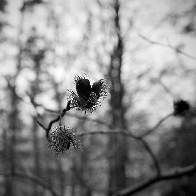 growth, flower, silhouette, focus on foreground, nature, close-up, branch, beauty in nature, fragility, stem, plant, tree, freshness, low angle view, sunset, sky, tranquility, selective focus, outdoors, dandelion