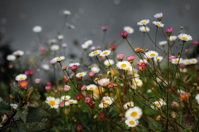 Close-up of flowering plants growing on field