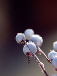 Close-up of white flowering plant during winter