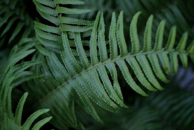 Close-up of fern leaves