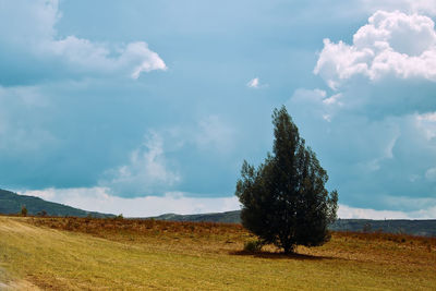 Trees on landscape against sky