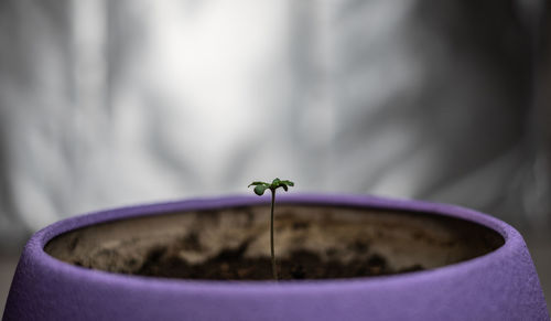 Close-up of potted plant