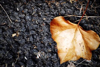 High angle view of dry autumn leaf on fallen leaves