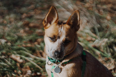 Close-up of dog by plants