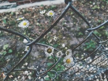 Close-up of white flowers