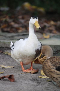 Close-up of bird