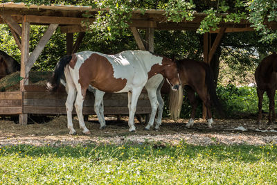 Horse standing in ranch