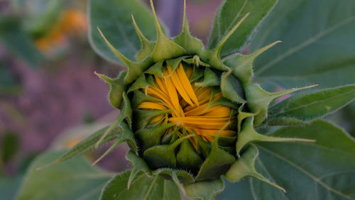 Close-up of flower blooming outdoors