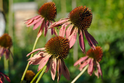 Sidelight on cone flowers