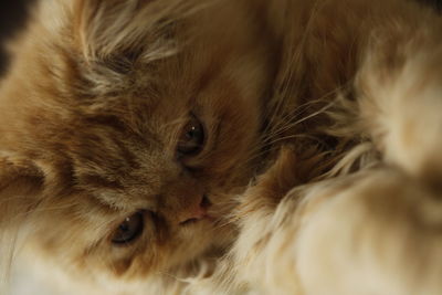 Close-up of cat relaxing