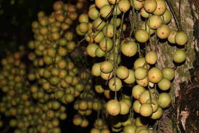 Close-up of fruits hanging on tree