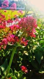 Close-up of pink flowers