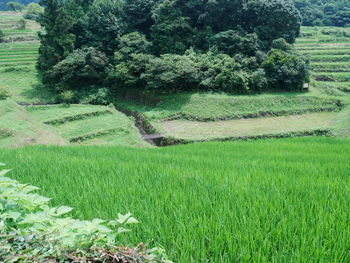 Scenic view of field