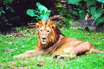 Lion relaxing in grass