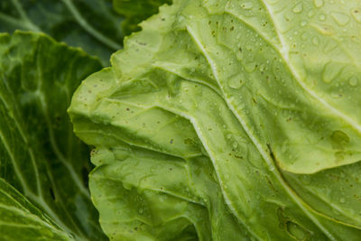 Directly above shot of wet vegetables