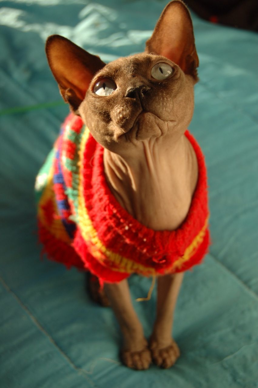 one animal, pets, domestic animals, animal themes, mammal, portrait, dog, looking at camera, indoors, sitting, red, full length, front view, high angle view, domestic cat, focus on foreground, close-up