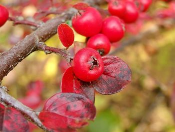 Close-up of red berries on tree